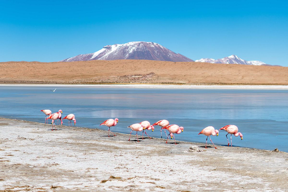 Salty AF in Bolivia: Uyuni Salt Flats and the Chile Border