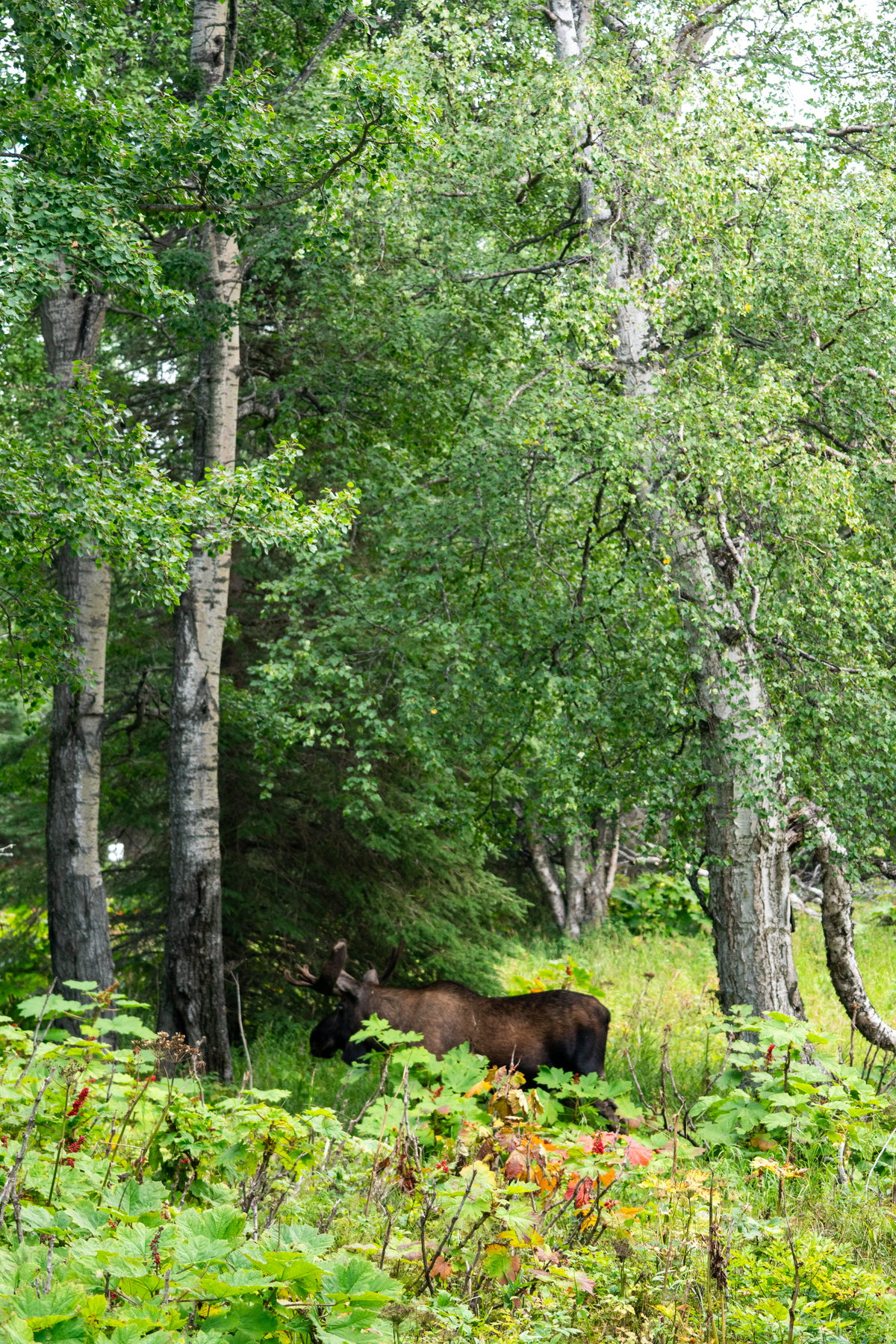 Alaska, United States. Photograph by Jonathan Byrne.