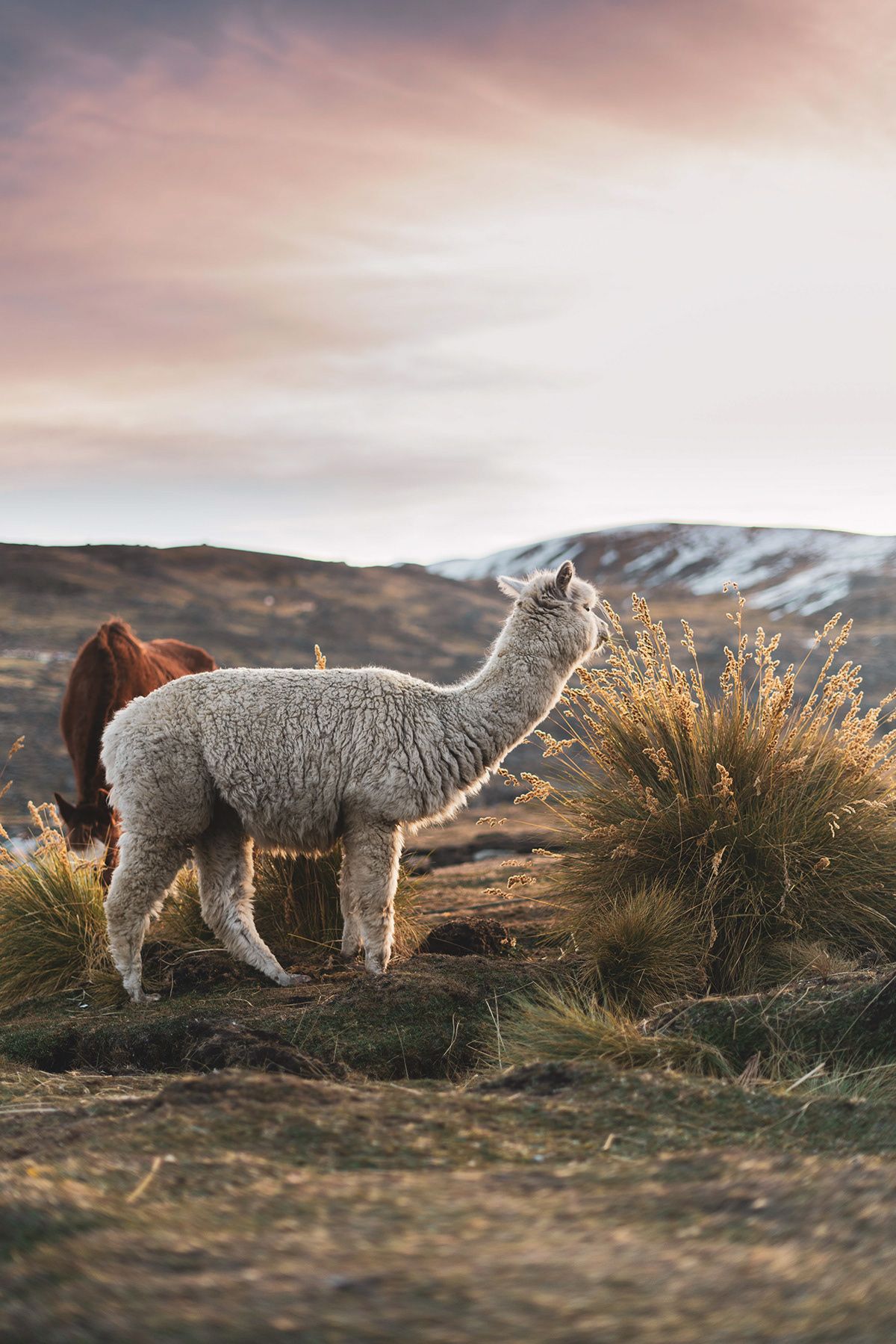 Ausangate, Peru. Photograph by Jonathan Byrne.