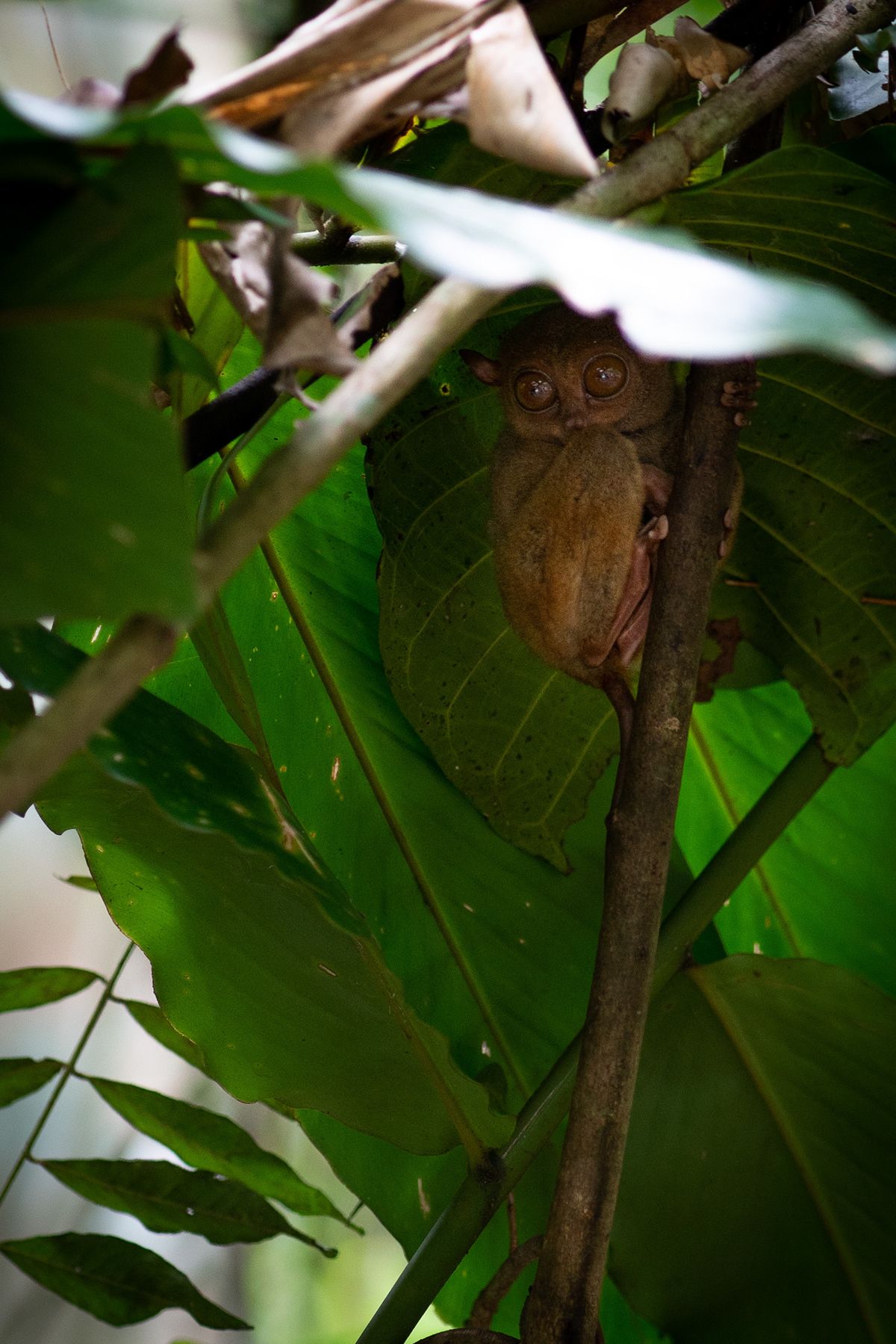 Bohol, Philippines. Photograph by Jonathan Byrne.