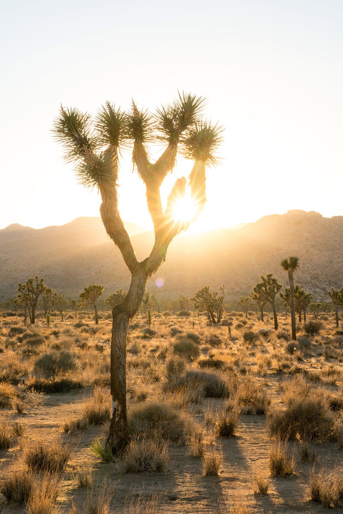 Joshua Tree. Photograph by Jonathan Byrne.