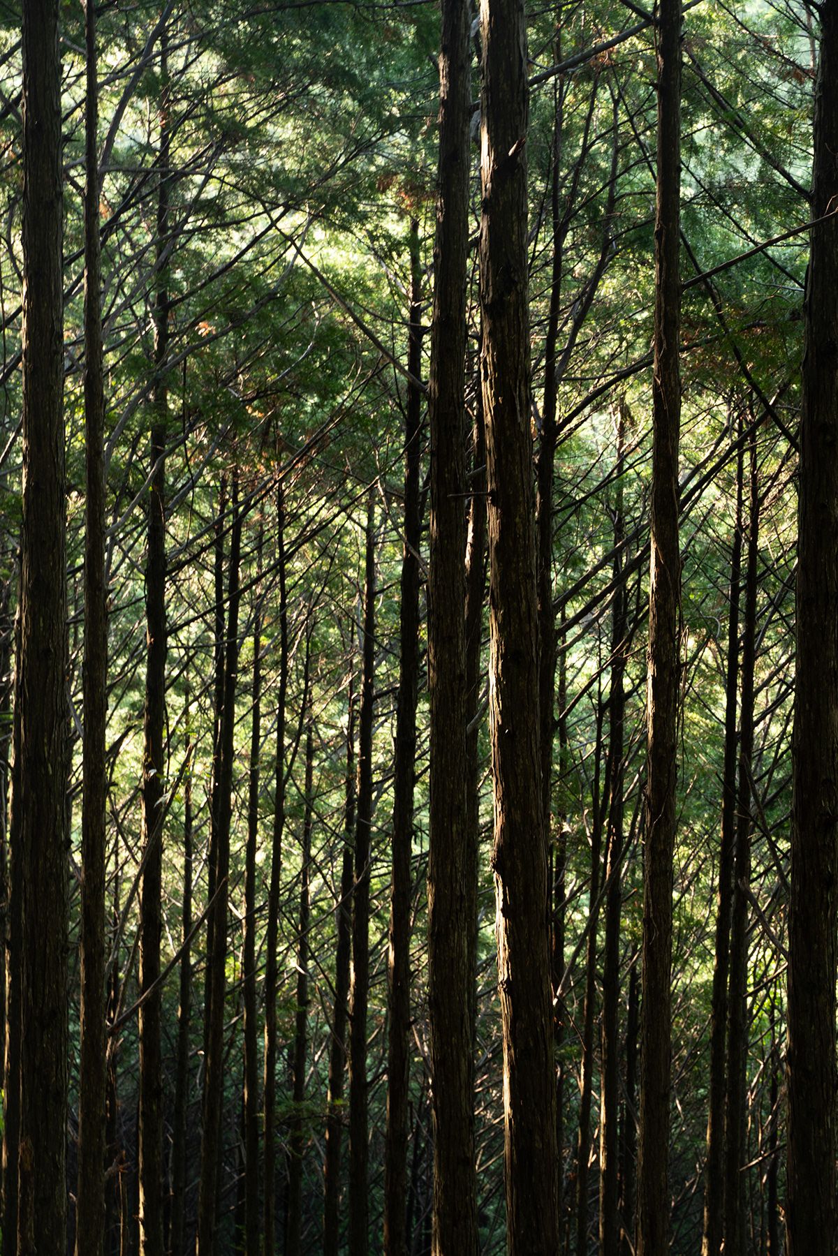 Kumano Kodo, Japan. Photograph by Jonathan Byrne.
