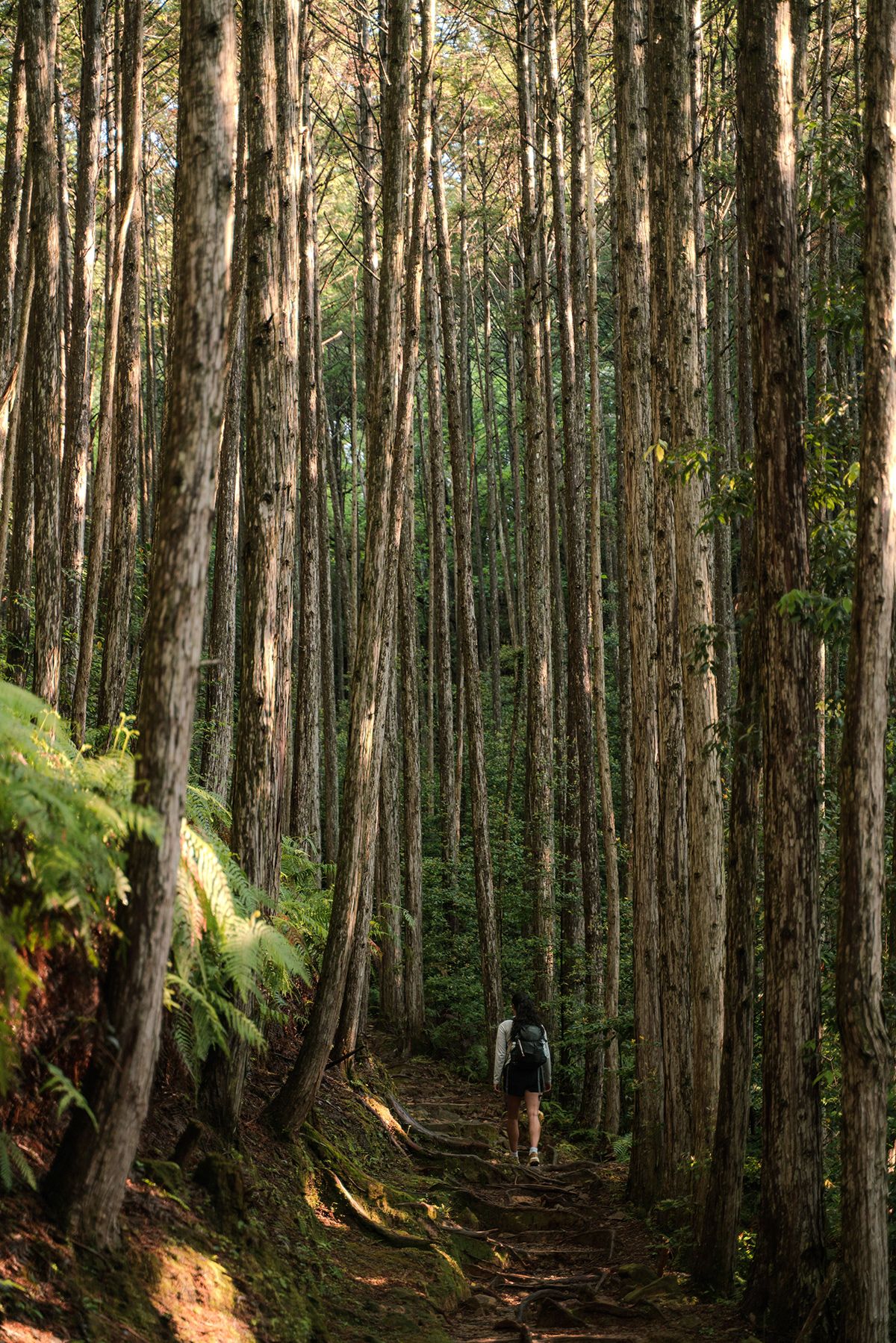Kumano Kodo, Japan. Photograph by Jonathan Byrne.