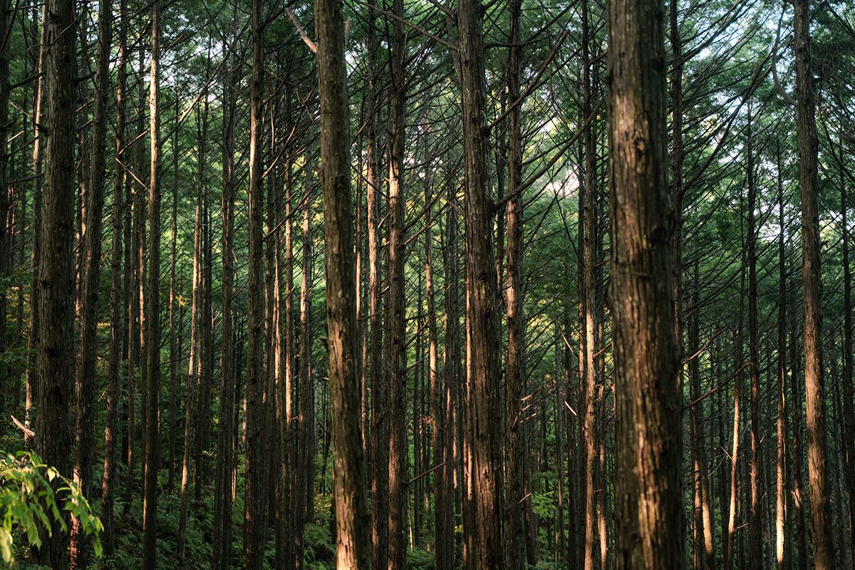 Kumano Kodo, Japan. Photograph by Jonathan Byrne.