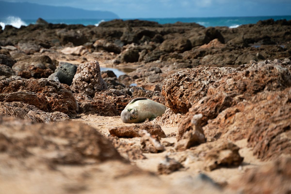 Oahu, USA. Photograph by Jonathan Byrne.