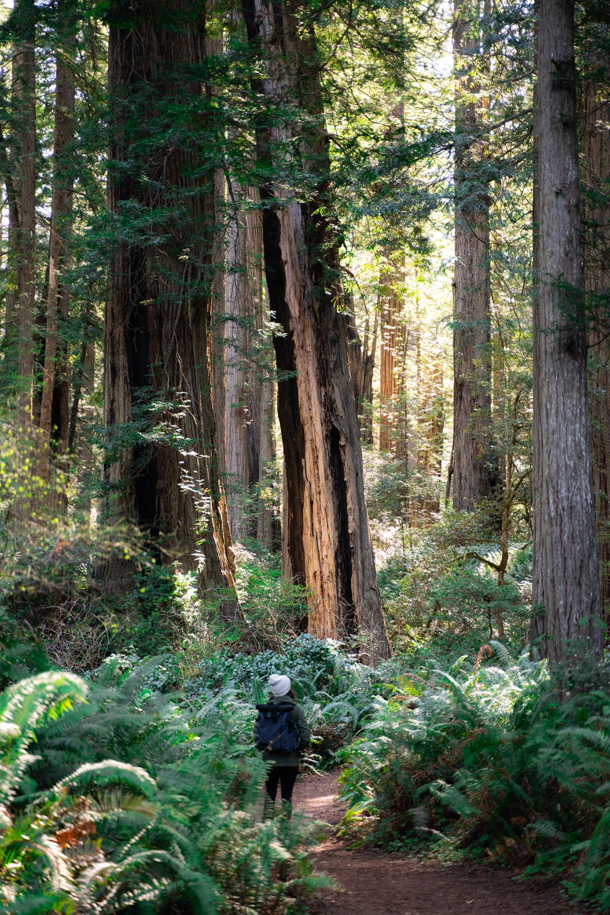 Redwood, USA. Photograph by Jonathan Byrne.