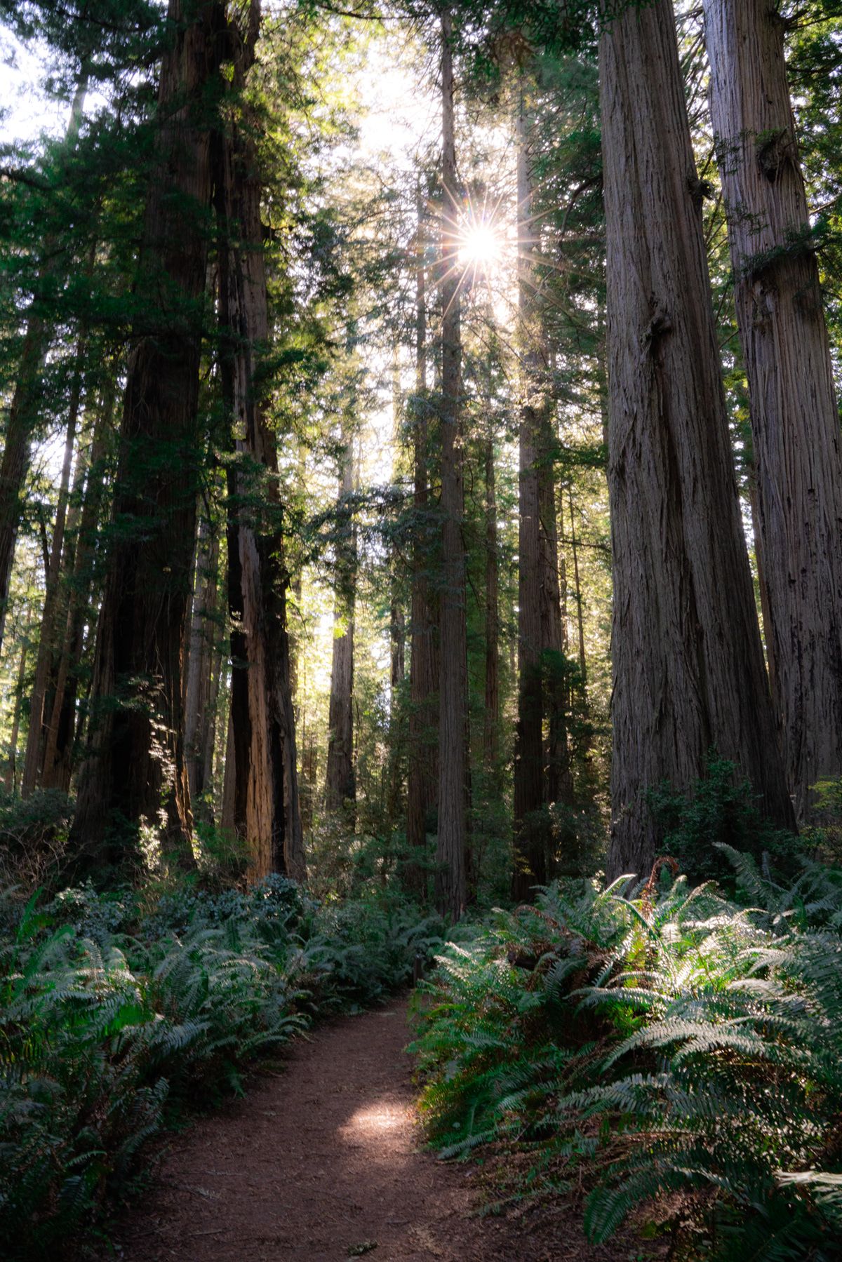 Redwood, USA. Photograph by Jonathan Byrne.