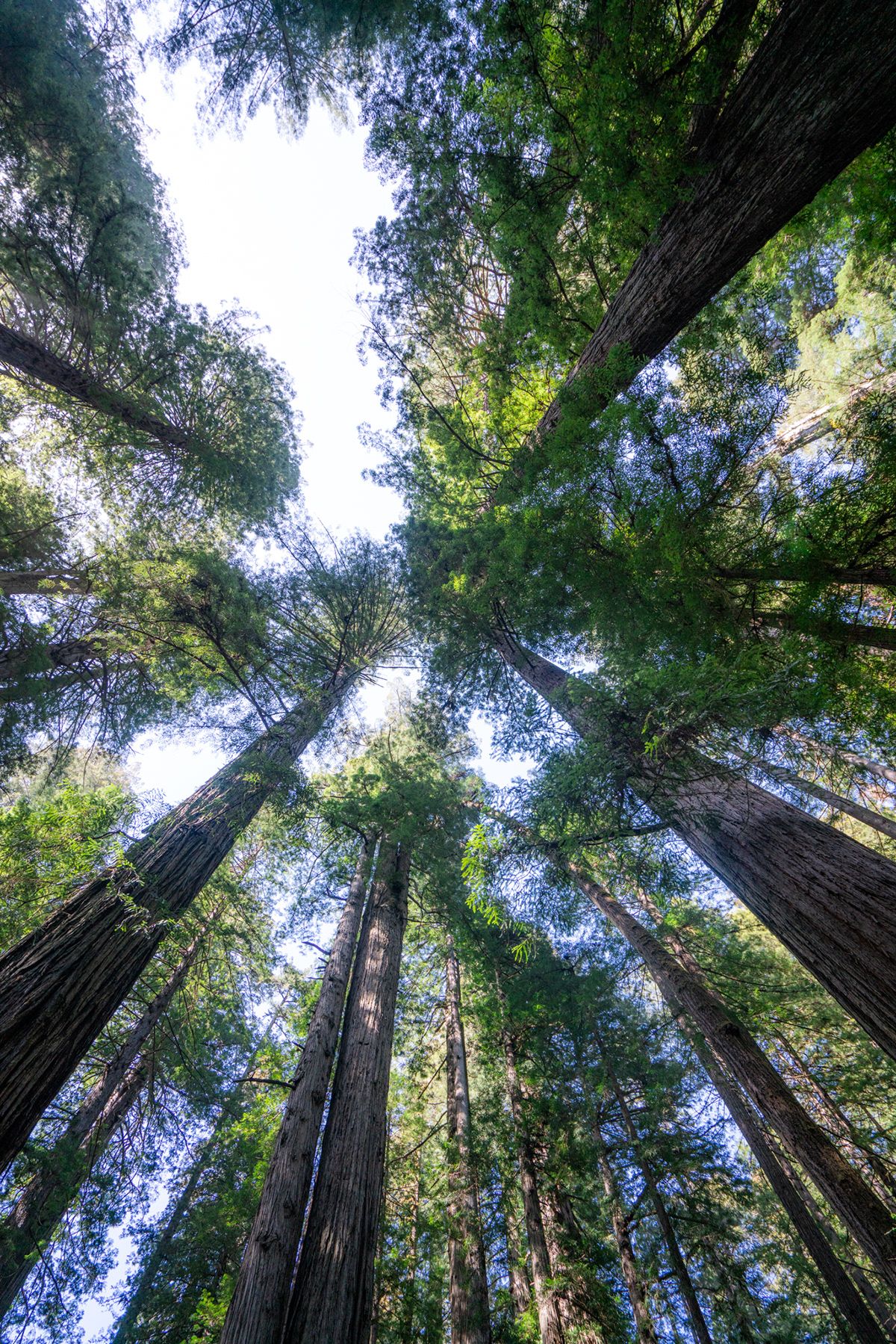Redwood, USA. Photograph by Jonathan Byrne.