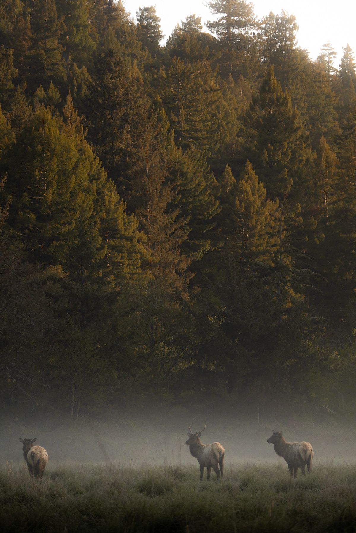 Redwood, USA. Photograph by Jonathan Byrne.