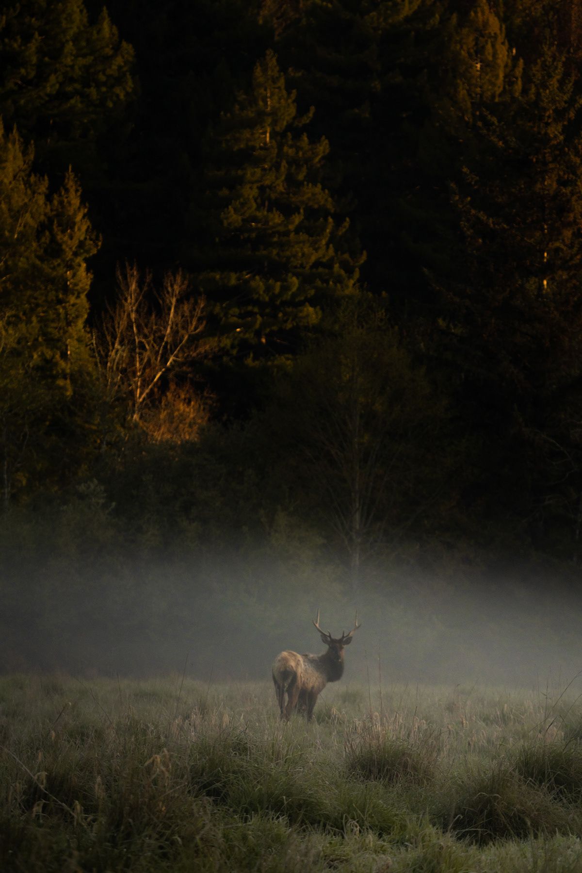 Redwood, USA. Photograph by Jonathan Byrne.